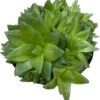 Succulent -Haworthiopsis Cymbiformis -Cheap Plantly Store cymbi