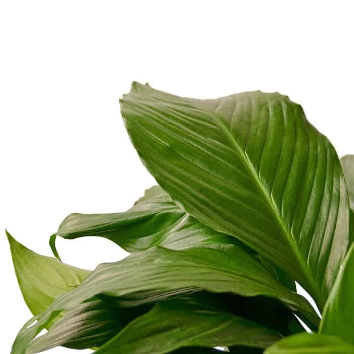Peace Lily | Easy Care Air Purifying Indoor Plant | 6-inch Pot 4 Peace Lily | Easy Care Air Purifying Indoor Plant | 6-inch Pot - Image 2