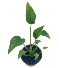 Alocasia 'Tiny Dancer' In A 4 Inch Pot, Very Filled -Cheap Plantly Store dancer