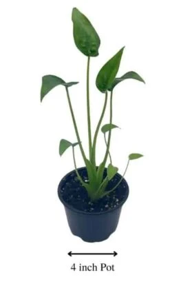 Alocasia 'Tiny Dancer' In A 4 Inch Pot, Very Filled -Cheap Plantly Store dancer1 1