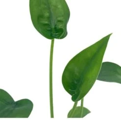 Alocasia 'Tiny Dancer' In A 4 Inch Pot, Very Filled -Cheap Plantly Store dancer2