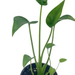 Alocasia 'Tiny Dancer' In A 4 Inch Pot, Very Filled -Cheap Plantly Store dancer4