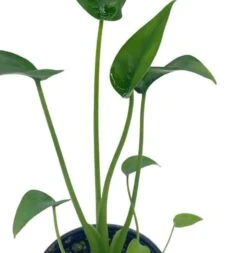 Alocasia 'Tiny Dancer' In A 4 Inch Pot, Very Filled -Cheap Plantly Store dancer5