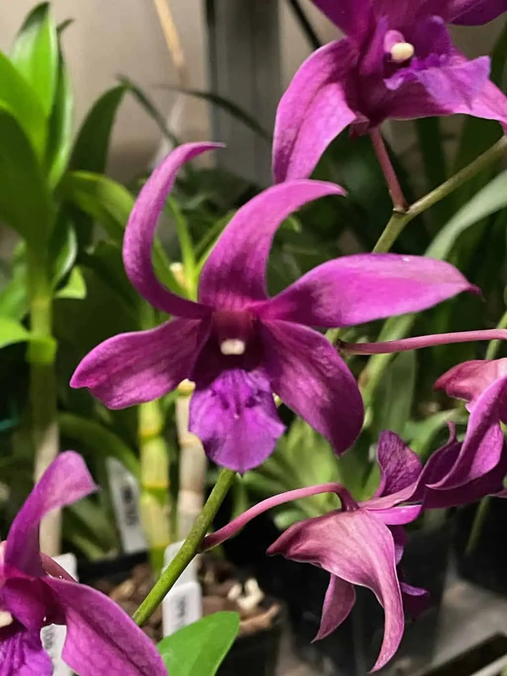 Orchid- Dendrobium Jacquelyn Thomas 'Uniwai Prince' 3 Orchid- Dendrobium Jacquelyn Thomas 'Uniwai Prince'