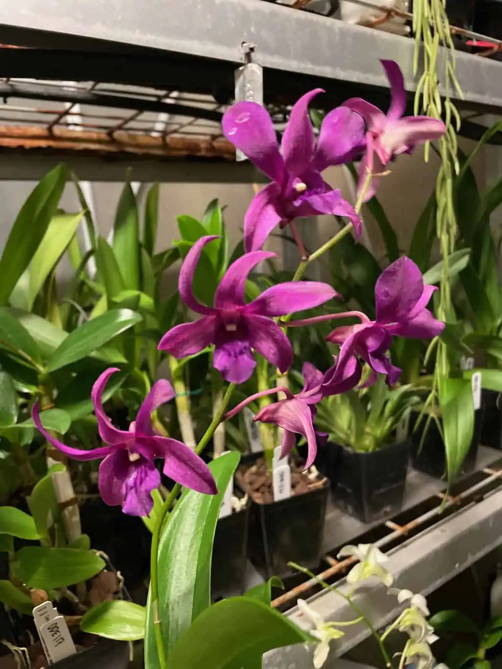 Orchid- Dendrobium Jacquelyn Thomas 'Uniwai Prince' 4 Orchid- Dendrobium Jacquelyn Thomas 'Uniwai Prince' - Image 2