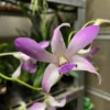 Orchid- Dendrobium Jacquelyn Thomas 'Uniwai Supreme' -Cheap Plantly Store den jack thomas uniwai supreme 2