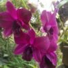 Dendrobium Genting Rose, Comes In 3" Pot, Orchids From Hawaii