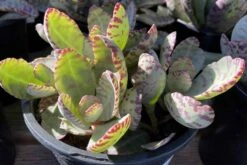 Mature Kalanchoe 'Desert Surprise' Or Kalanchoe Humilis 20 Mature Kalanchoe 'Desert Surprise' Or Kalanchoe Humilis -Cheap Plantly Store desert surprise 1