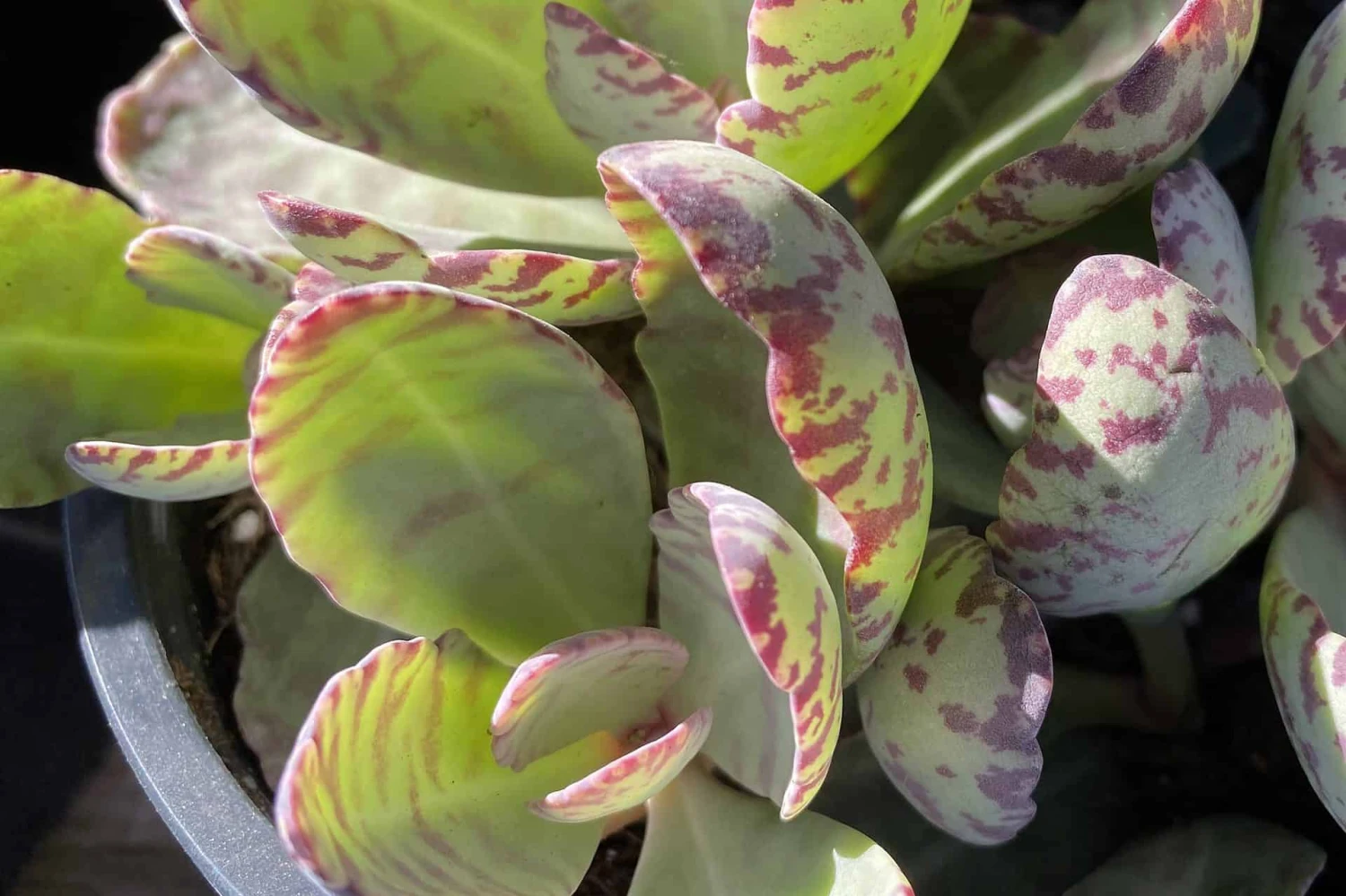 Mature Kalanchoe 'Desert Surprise' Or Kalanchoe Humilis 3 Mature Kalanchoe 'Desert Surprise' Or Kalanchoe Humilis