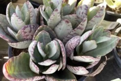 Mature Kalanchoe 'Desert Surprise' Or Kalanchoe Humilis 21 Mature Kalanchoe 'Desert Surprise' Or Kalanchoe Humilis -Cheap Plantly Store desert surprise