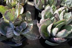 Mature Kalanchoe 'Desert Surprise' Or Kalanchoe Humilis 19 Mature Kalanchoe 'Desert Surprise' Or Kalanchoe Humilis -Cheap Plantly Store desert surprise 3