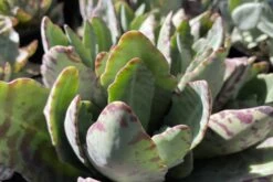 Mature Kalanchoe 'Desert Surprise' Or Kalanchoe Humilis 18 Mature Kalanchoe 'Desert Surprise' Or Kalanchoe Humilis -Cheap Plantly Store desert surprise 4