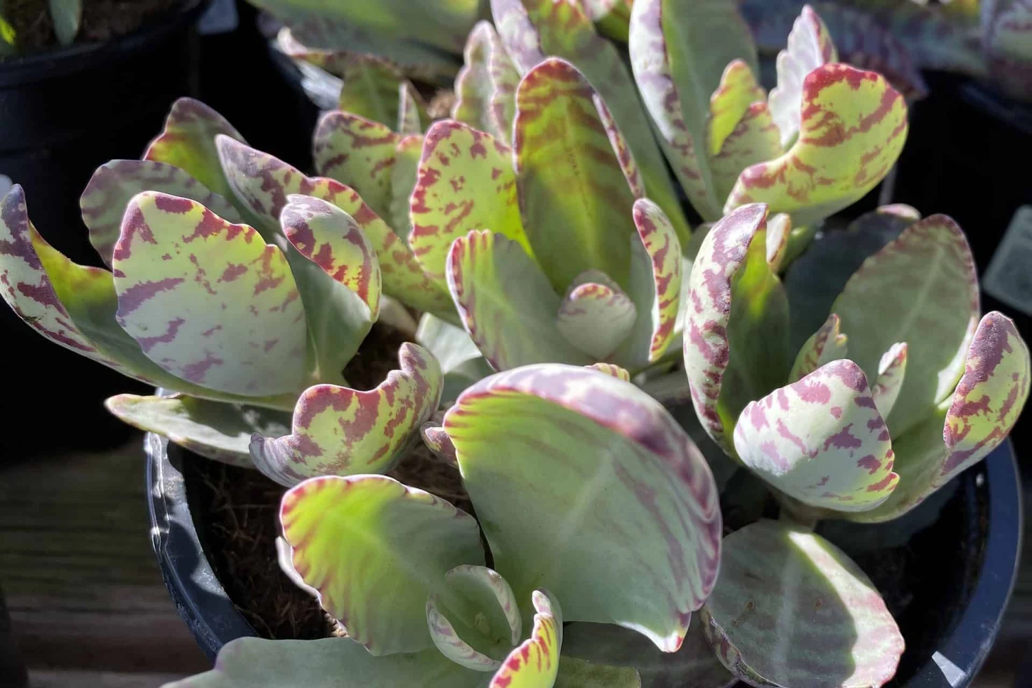 Mature Kalanchoe 'Desert Surprise' Or Kalanchoe Humilis 8 Mature Kalanchoe 'Desert Surprise' Or Kalanchoe Humilis - Image 6