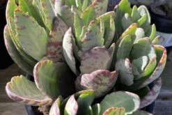 Mature Kalanchoe 'Desert Surprise' Or Kalanchoe Humilis 15 Mature Kalanchoe 'Desert Surprise' Or Kalanchoe Humilis -Cheap Plantly Store desert surprise 7 1