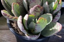 Mature Kalanchoe 'Desert Surprise' Or Kalanchoe Humilis 14 Mature Kalanchoe 'Desert Surprise' Or Kalanchoe Humilis -Cheap Plantly Store desert surprise 8