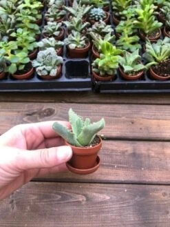 Bulk Mini Succulents, Small Succulents For Favors Or Crafts, Tray Of Succulents, 100 Succulents -Cheap Plantly Store dh3627