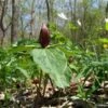 5 Red Toad Trillium Bareroot -Cheap Plantly Store download 10