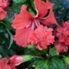 El Capitolio Red Tropical Hibiscus In 4" Pot 1 El Capitolio Red Tropical Hibiscus In 4" Pot -Cheap Plantly Store download 10 2