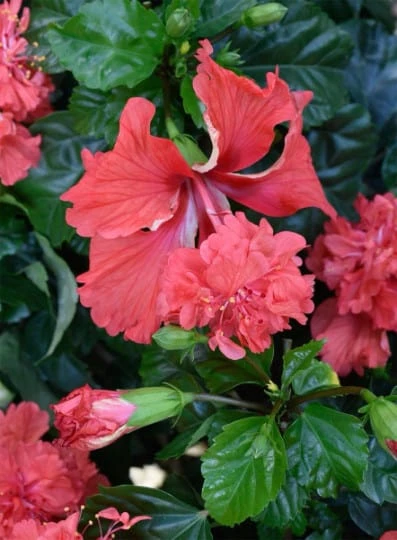 El Capitolio Red Tropical Hibiscus In 4" Pot 3 El Capitolio Red Tropical Hibiscus In 4" Pot