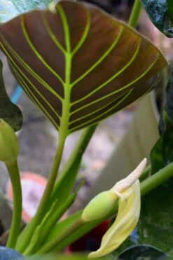Alocasia 'Regal Shields' - Elephant Ear Plant In 4" Pot -Cheap Plantly Store download 8 2