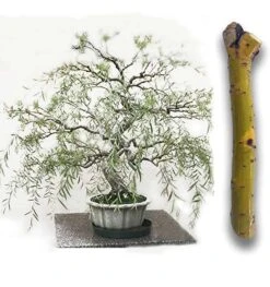 Green Dwarf Australian Bonsai Willow Tree - Cutting Kit - Live Bonsai Tree