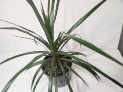 Dragon Tree In Black Ceramic Pot -Cheap Plantly Store dragon tree top