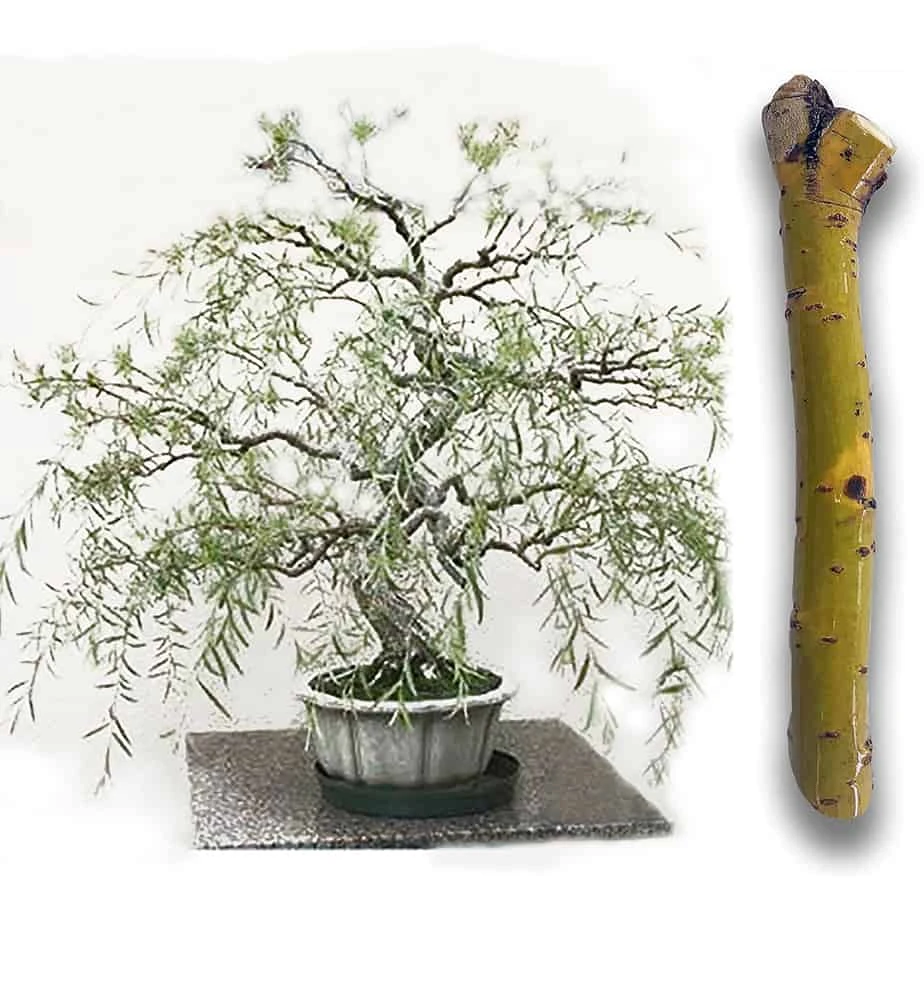 Green Dwarf Australian Bonsai Willow Tree - Cutting Kit - Live Bonsai Tree 3 Green Dwarf Australian Bonsai Willow Tree - Cutting Kit - Live Bonsai Tree