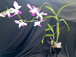 Orchid- Dendrobium Jacquelyn Thomas 'Uniwai Supreme' -Cheap Plantly Store ebay 1