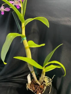 Orchid- Dendrobium Jacquelyn Thomas 'Uniwai Supreme' -Cheap Plantly Store ebay 2
