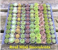 Mini Succulent Terrarium Kit -Cheap Plantly Store etsysucculents 2