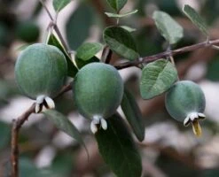 Pineapple Guava, Feijoa Sellowiana Seedlings In 4" Pot 15 Pineapple Guava, Feijoa Sellowiana Seedlings In 4" Pot -Cheap Plantly Store feijoa fruits2