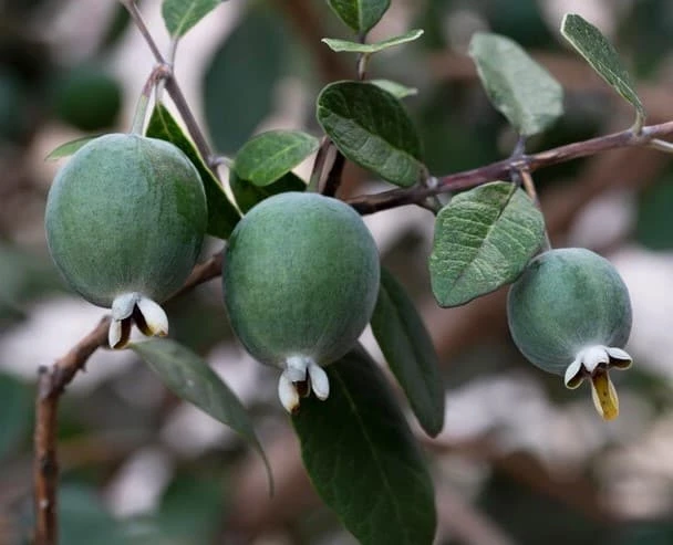 Pineapple Guava, Feijoa Sellowiana Seedlings In 4" Pot 9 Pineapple Guava, Feijoa Sellowiana Seedlings In 4" Pot - Image 7