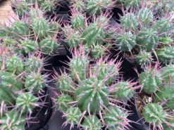 Cactus Plant Small Euphorbia Ferox -Cheap Plantly Store ferox 2