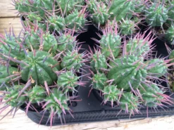 Cactus Plant Small Euphorbia Ferox -Cheap Plantly Store ferox 3 1