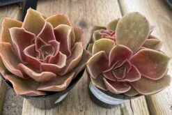 Medium Echeveria Fireglow -Cheap Plantly Store fireglow med 1