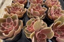 Medium Echeveria Fireglow -Cheap Plantly Store fireglow med 2
