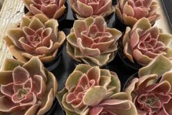 Medium Echeveria Fireglow -Cheap Plantly Store fireglow med 3
