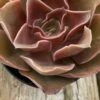 Medium Echeveria Fireglow -Cheap Plantly Store fireglow med 4
