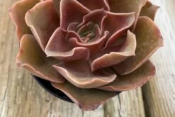 Medium Echeveria Fireglow