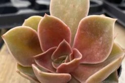 Medium Echeveria Fireglow -Cheap Plantly Store fireglow med 6