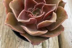 Medium Echeveria Fireglow -Cheap Plantly Store fireglow med 7