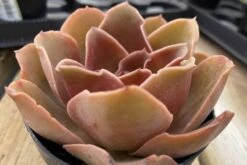 Medium Echeveria Fireglow -Cheap Plantly Store fireglow med 8