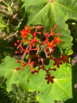 Buddha Belly Bush - Jatropha Podagrica - Starter Plant In 6 Inch Pot -Cheap Plantly Store flower 1
