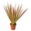 Madagascar Dragon Tree | Dracaena Marginata 'Colorama' | Exotic Houseplant -Cheap Plantly Store fmmfjBVI