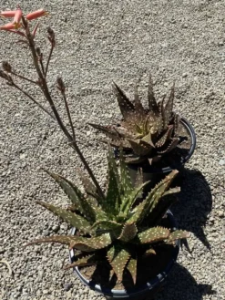 Succulent Plant Mature Aloe 'Freckles'. 18 Succulent Plant Mature Aloe 'Freckles'. -Cheap Plantly Store freckles 1