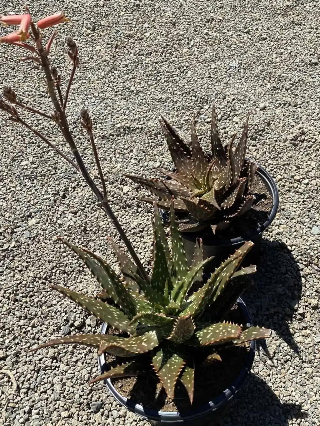 Succulent Plant Mature Aloe 'Freckles'. 10 Succulent Plant Mature Aloe 'Freckles'. - Image 8