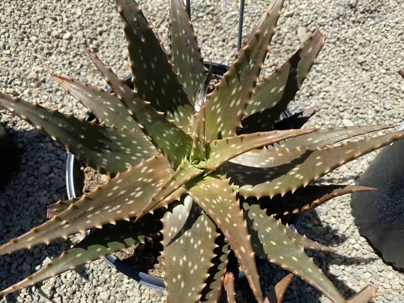 Succulent Plant Mature Aloe 'Freckles'. 9 Succulent Plant Mature Aloe 'Freckles'. - Image 7