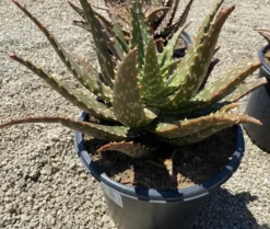 Succulent Plant Mature Aloe 'Freckles'. 16 Succulent Plant Mature Aloe 'Freckles'. -Cheap Plantly Store freckles 3