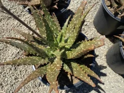 Succulent Plant Mature Aloe 'Freckles'. 15 Succulent Plant Mature Aloe 'Freckles'. -Cheap Plantly Store freckles 4