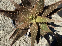 Succulent Plant Mature Aloe 'Freckles'. 14 Succulent Plant Mature Aloe 'Freckles'. -Cheap Plantly Store freckles 5